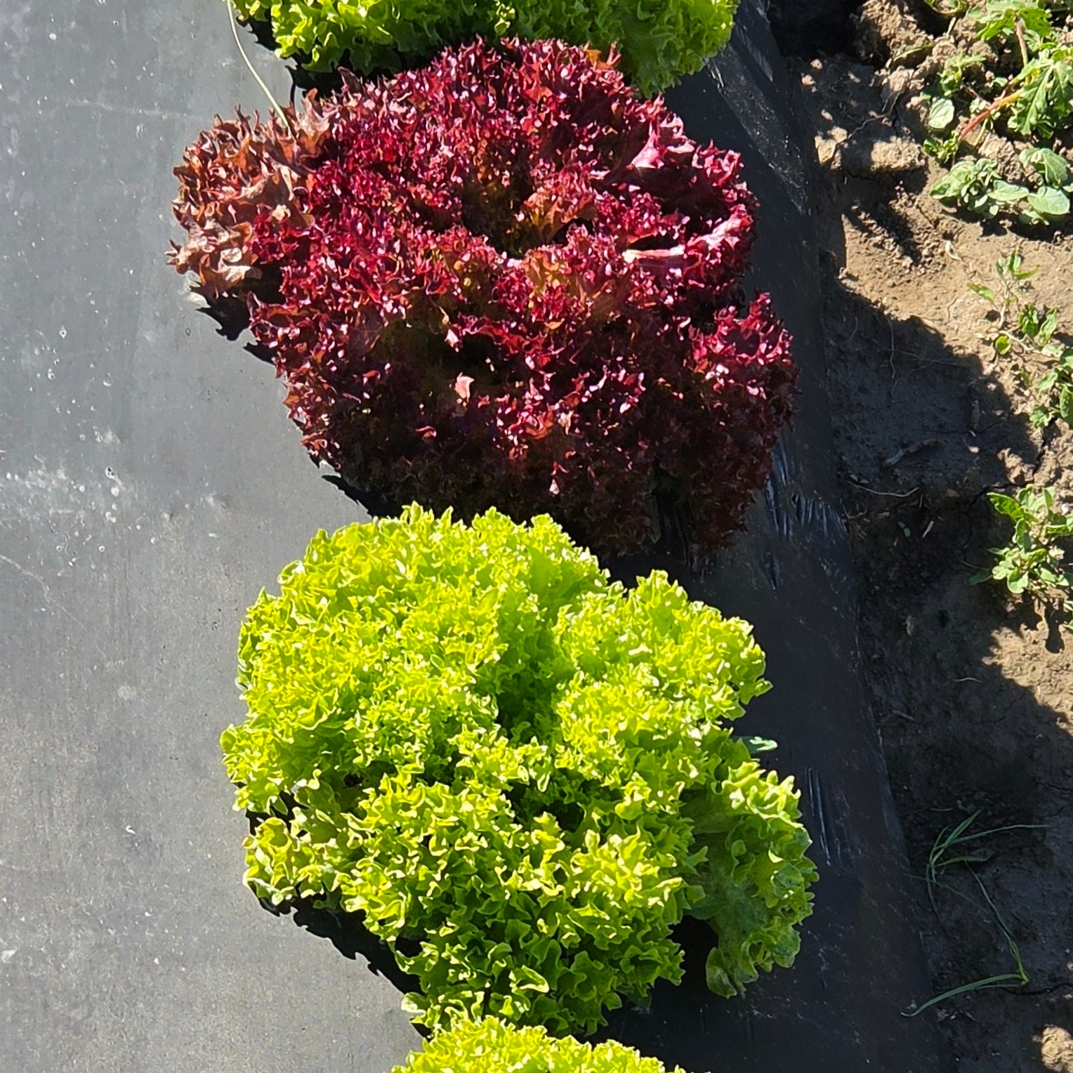 Salad Mix - Salanova Foundation (Organic)
