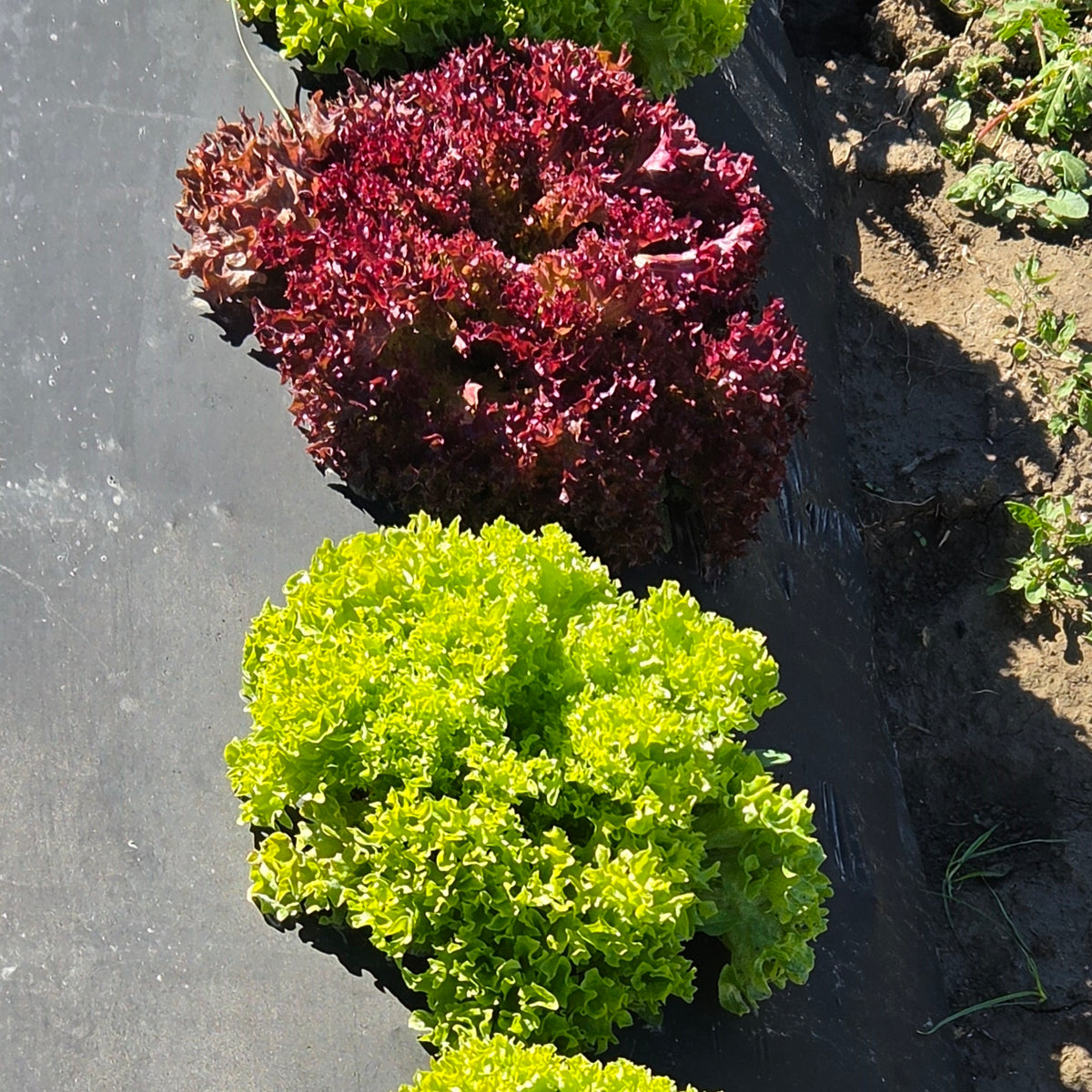 Salad Mix - Salanova Foundation (Organic)