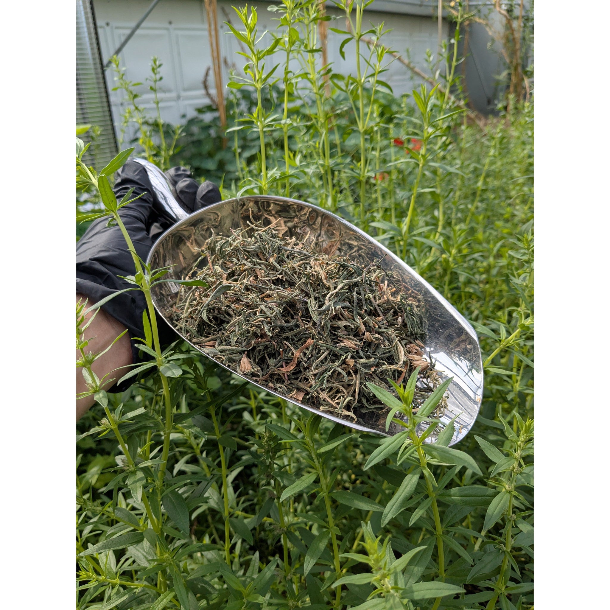 Dulce Salado Biodinámico