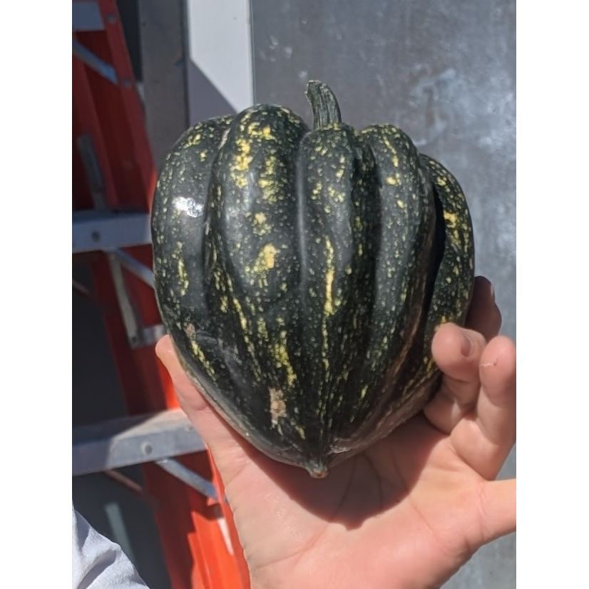 Squash Winter Acorn (Organic)