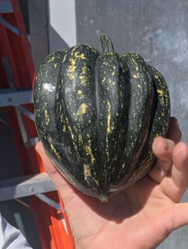 Squash Winter Acorn (Organic)