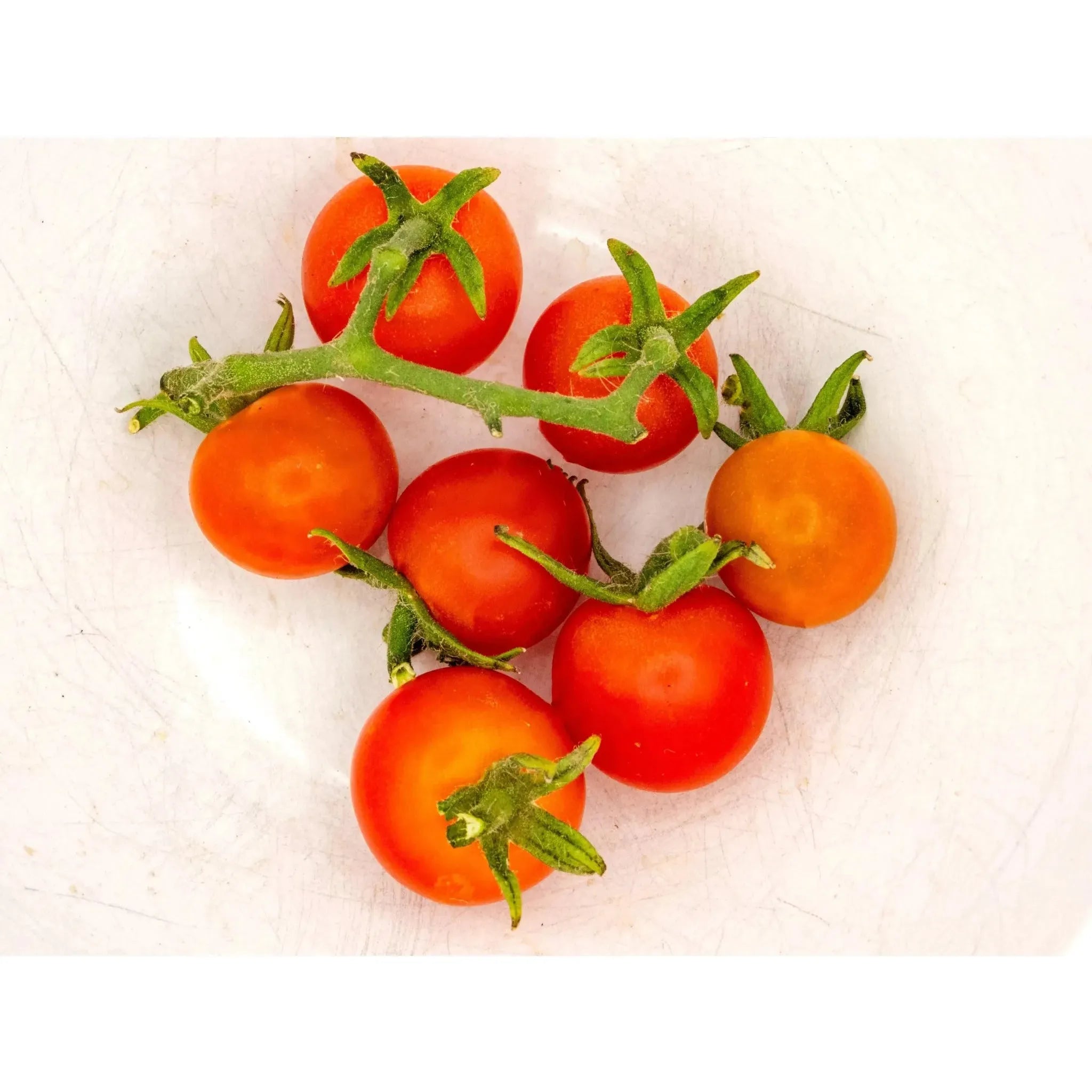 2025-11-15 Saturday 1:00pm - Tomato Tasting Extravaganza (18 varieties) and Greenhouse Tour