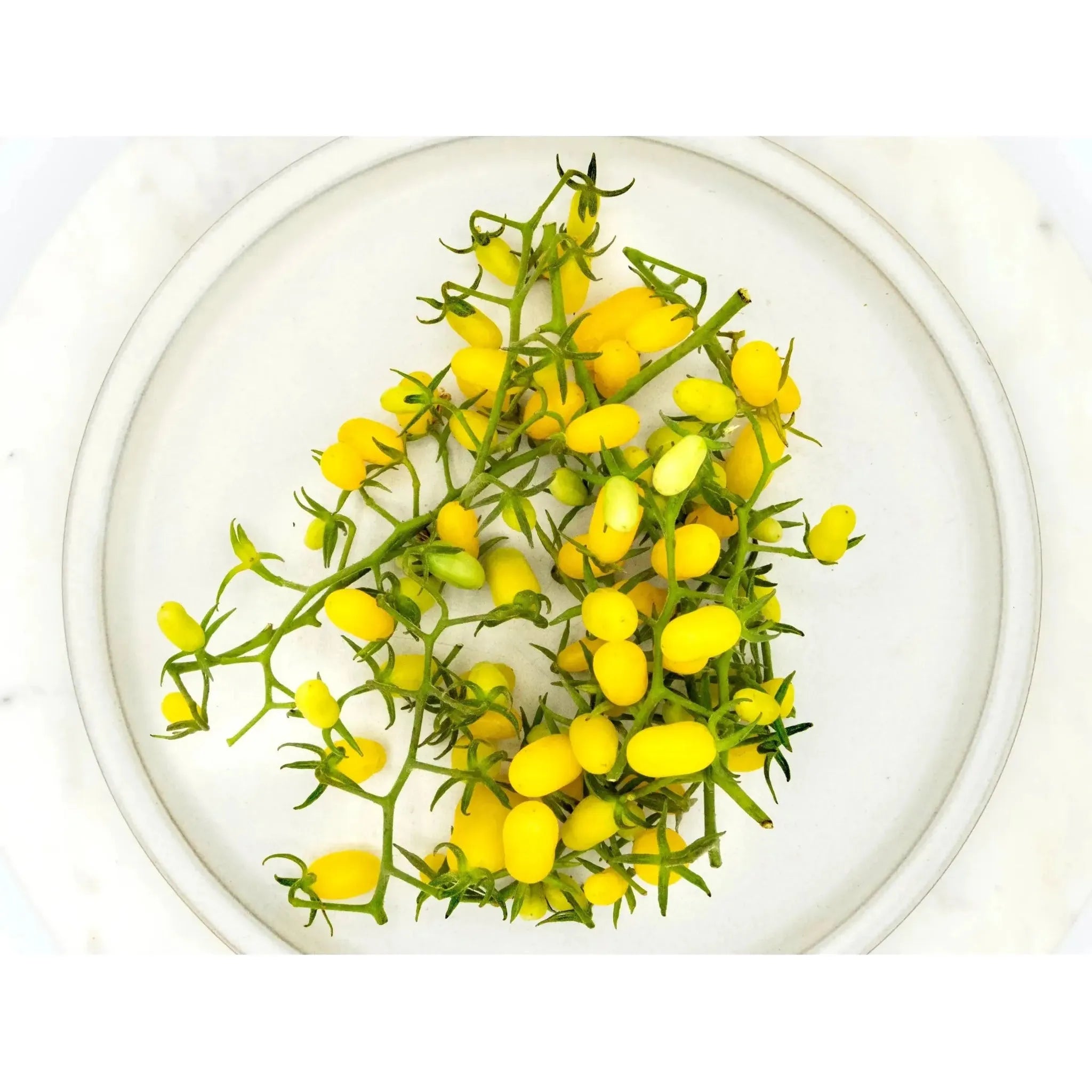 2025-11-15 Saturday 1:00pm - Tomato Tasting Extravaganza (18 varieties) and Greenhouse Tour