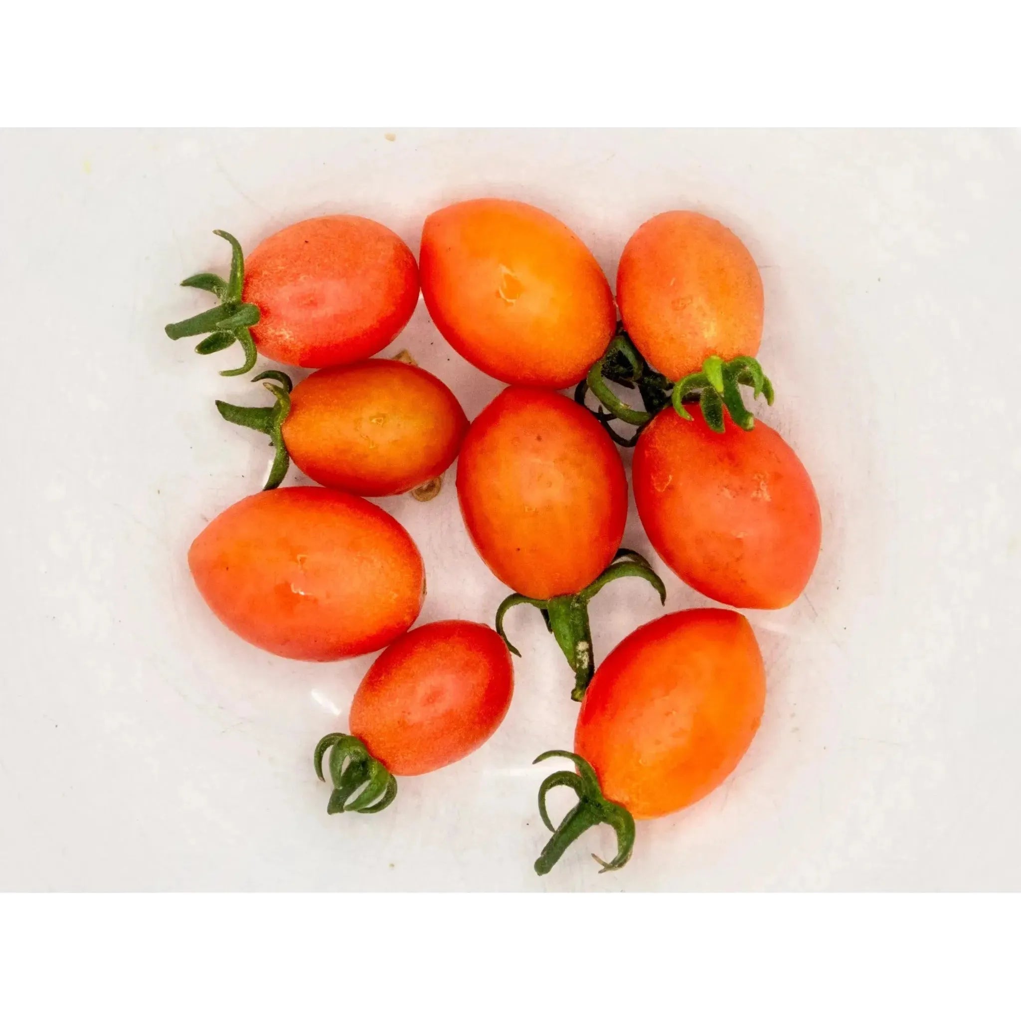 2025-11-15 Saturday 1:00pm - Tomato Tasting Extravaganza (18 varieties) and Greenhouse Tour