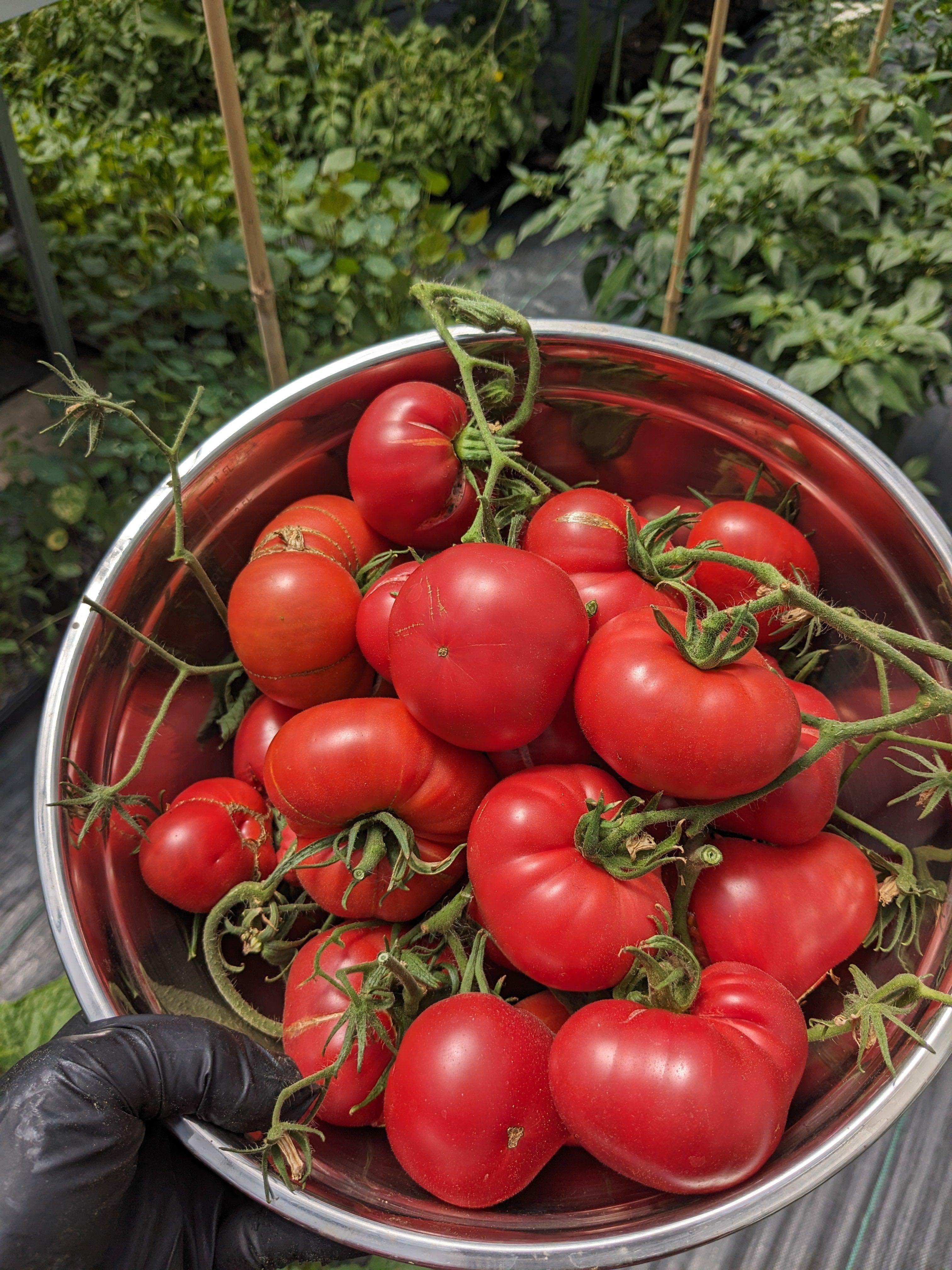 Reliquia de tomate biodinámico