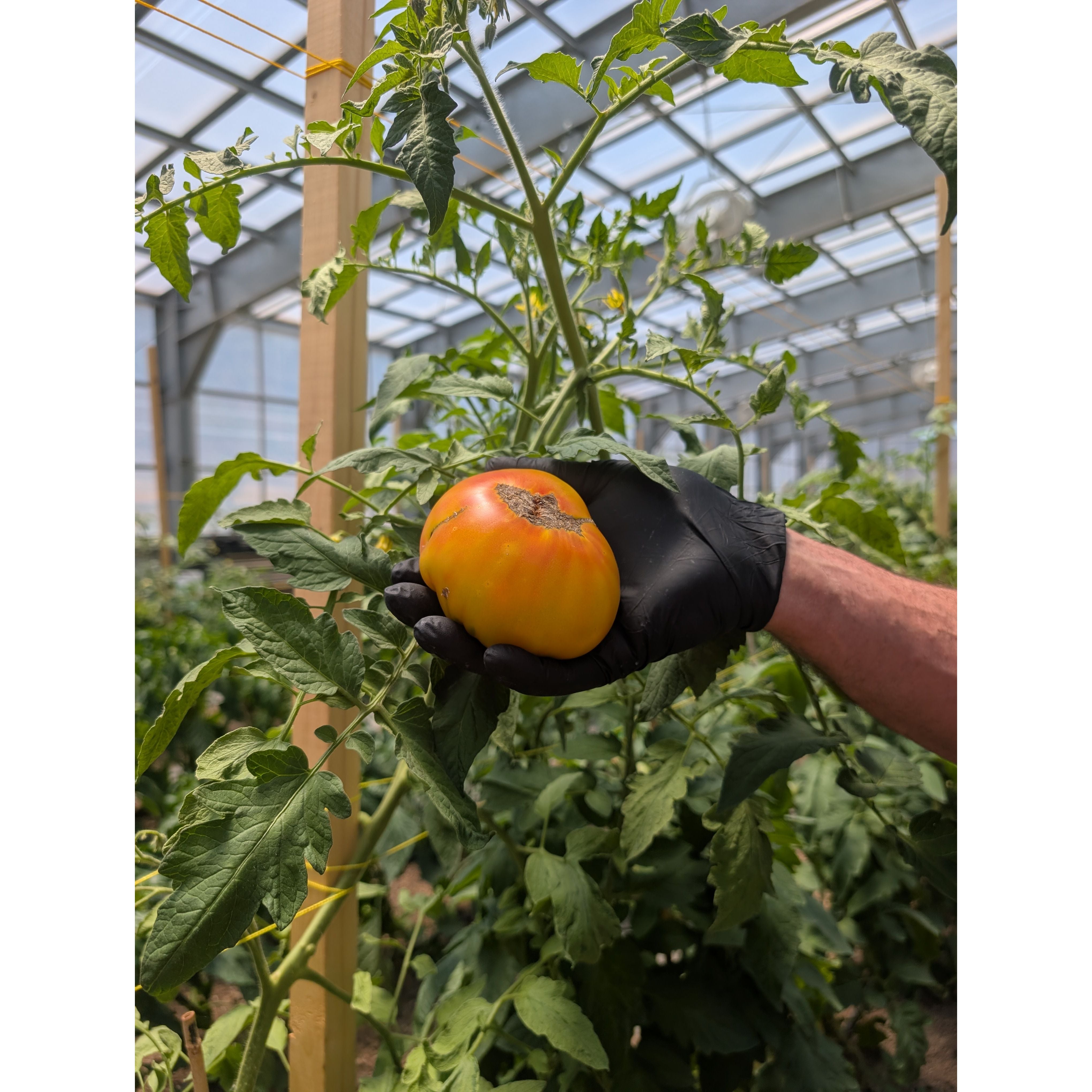 Tomato Beefsteak (Organic)