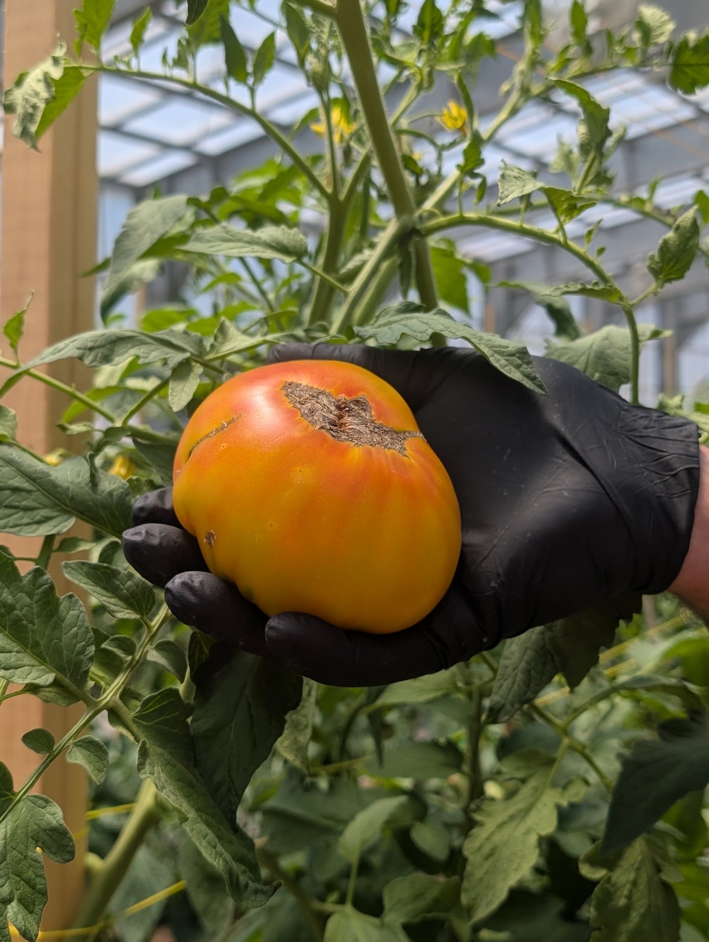 Tomato Beefsteak (Organic)