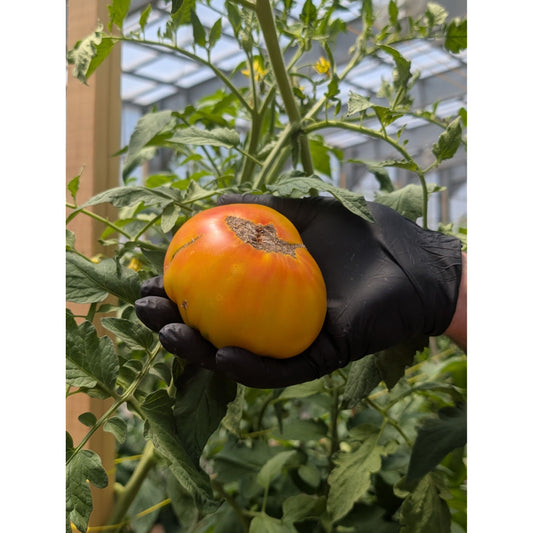 Tomato Beefsteak (Organic)