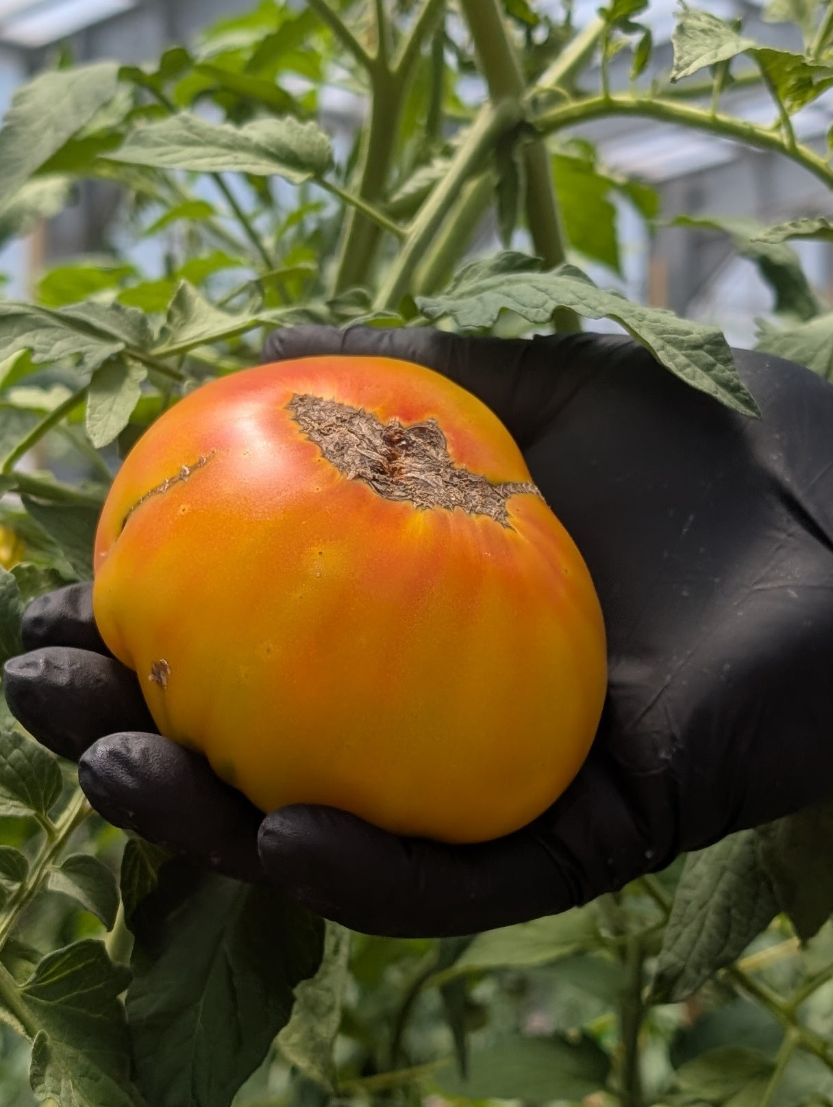 Tomato Hyloom (Organic)
