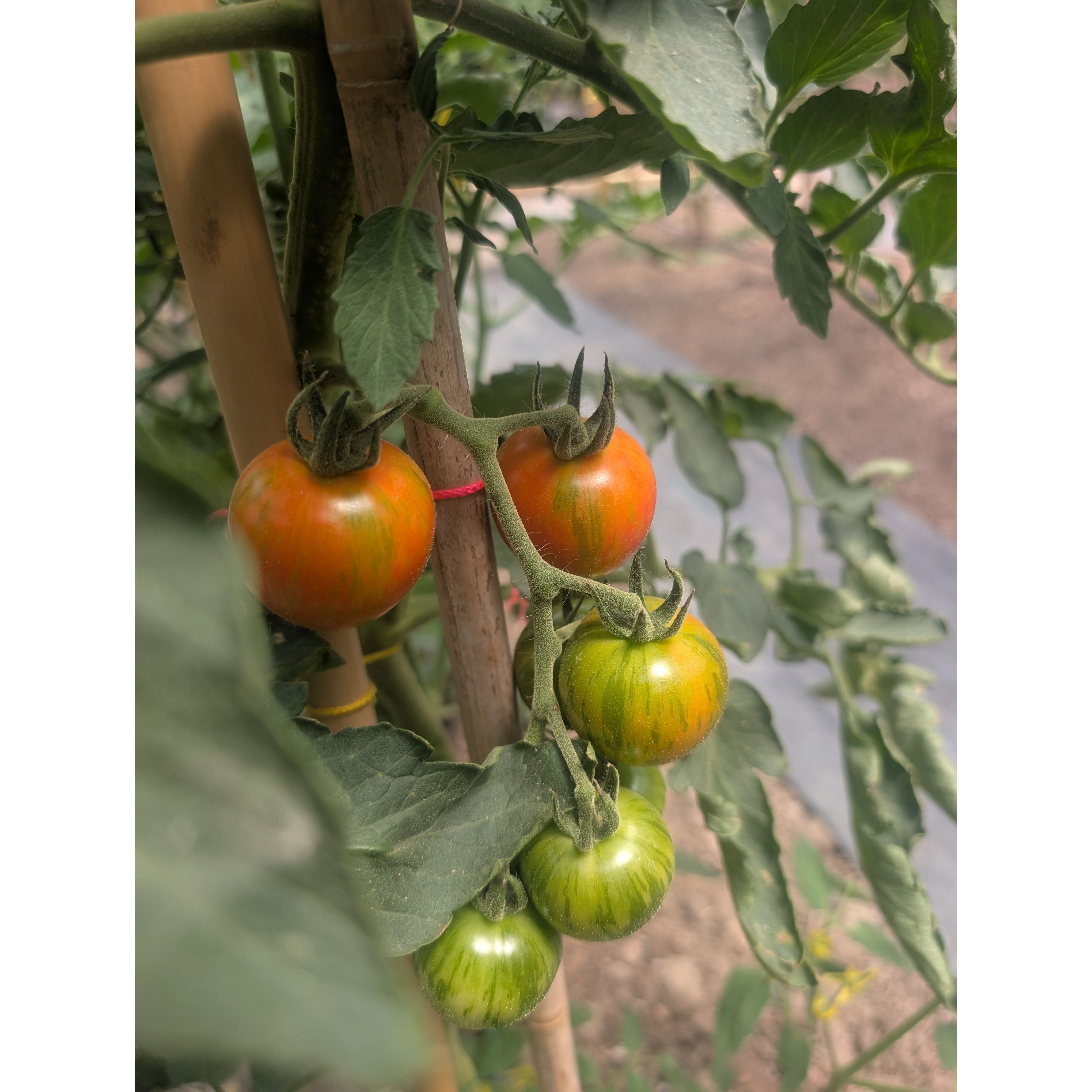 Tomato Cherry (Organic)