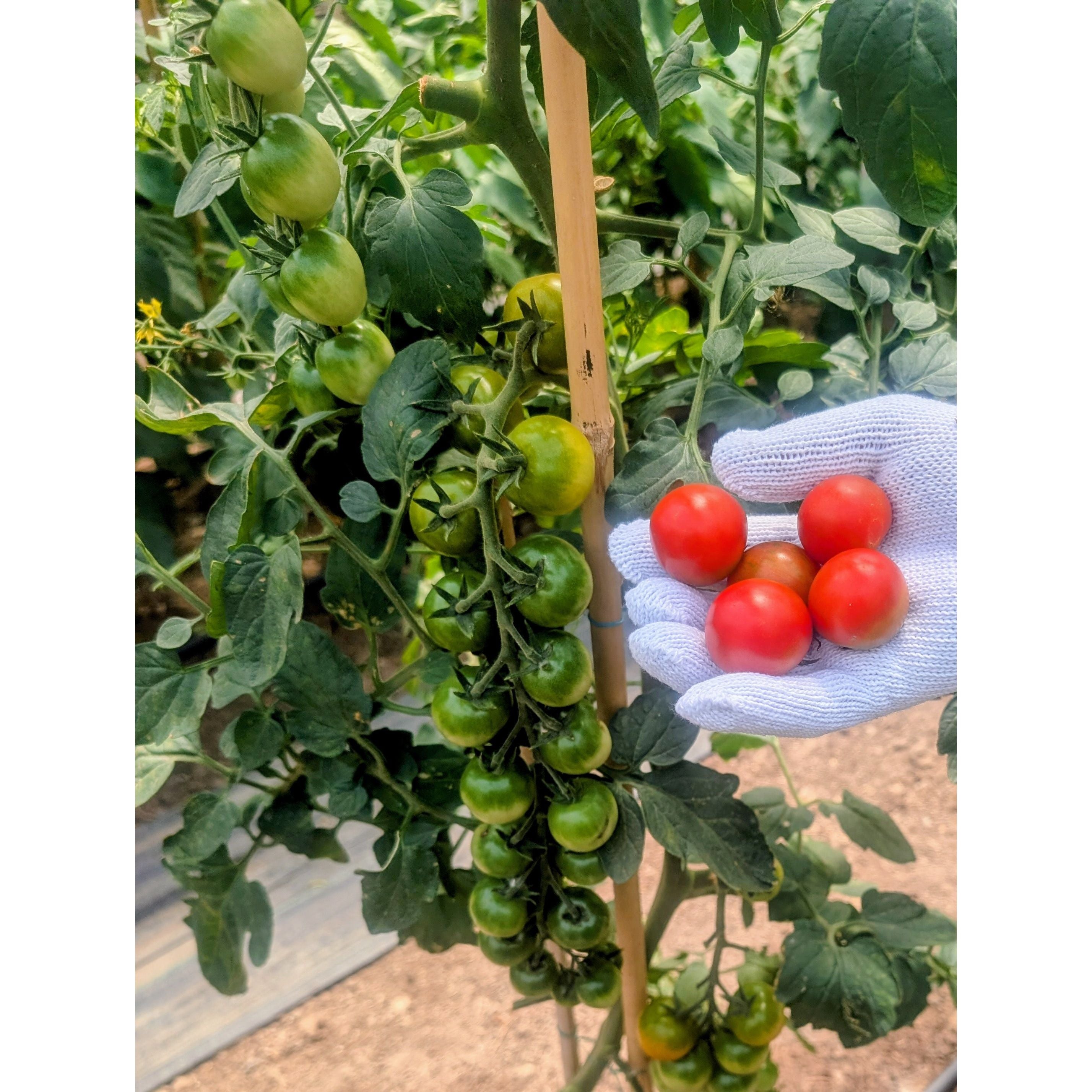 Tomato Cherry (Organic)