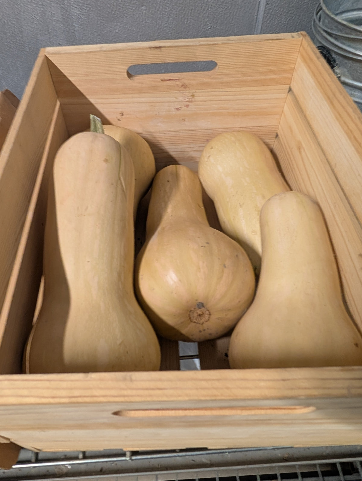 Squash Winter Butternut (Organic)
