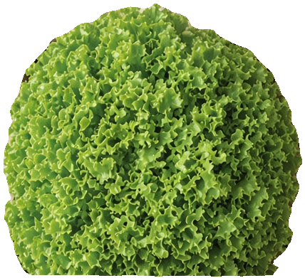 Salad Mix - Salanova (Organic)