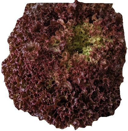 Salad Mix - Salanova (Organic)