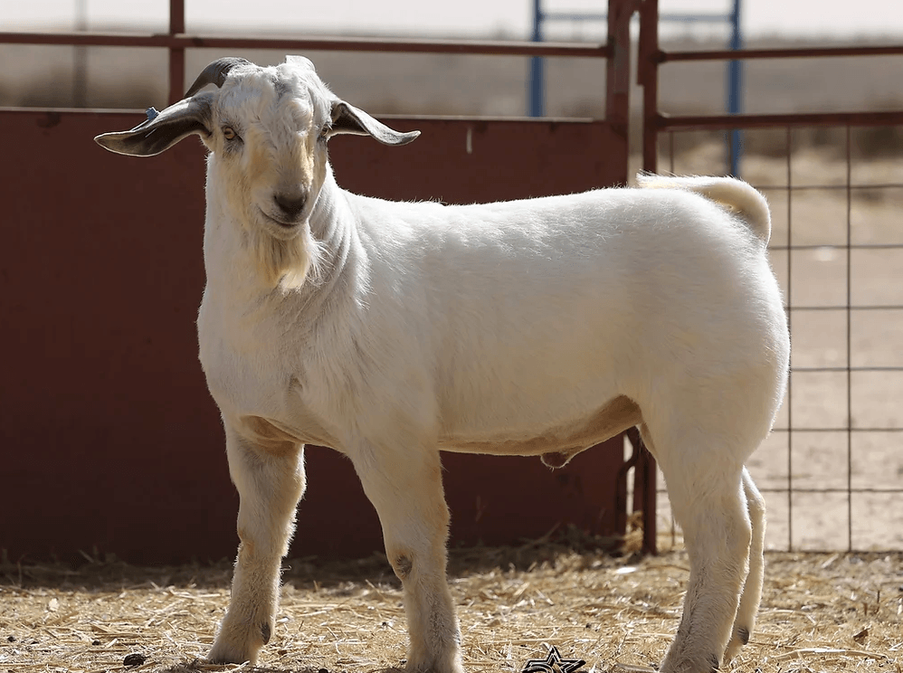 Livestock Boer Goat - Nutrient Farm