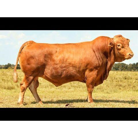 Livestock Steer 100% Fullblood Akaushi Wagyu #2485 - Nutrient Farm