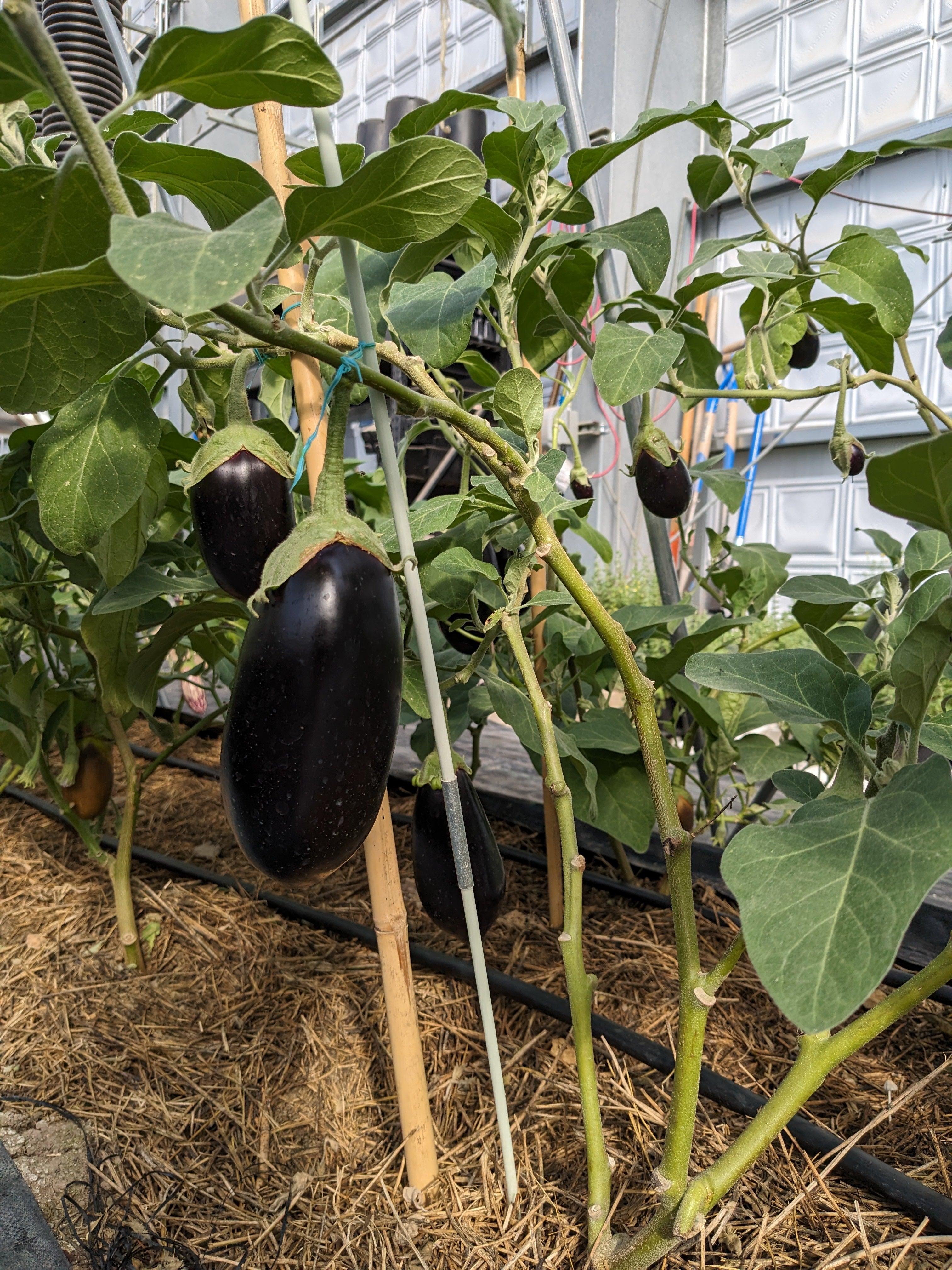Soil-Grown Eggplant - Nutrient Farm
