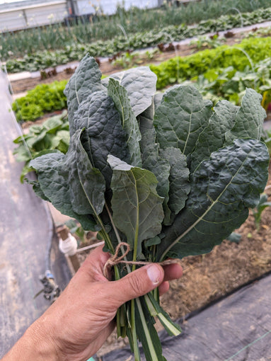 Soil-Grown Kale - Nutrient Farm