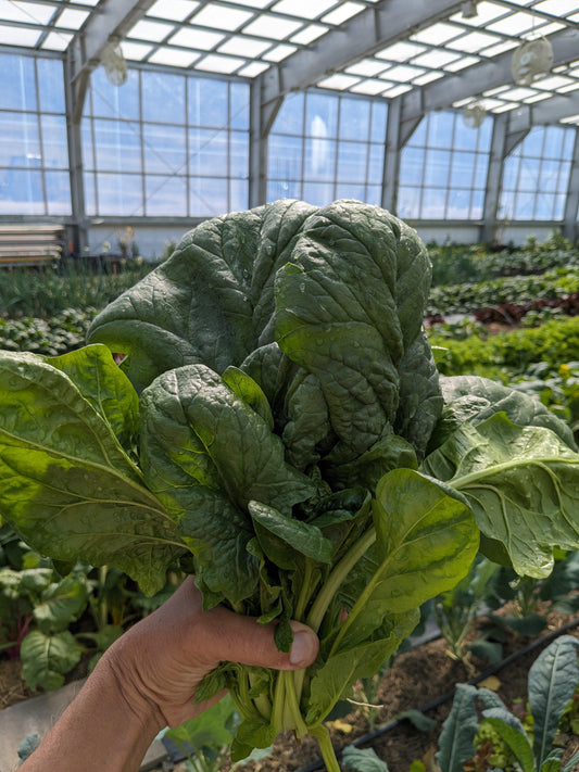Soil-Grown Spinach - Nutrient Farm