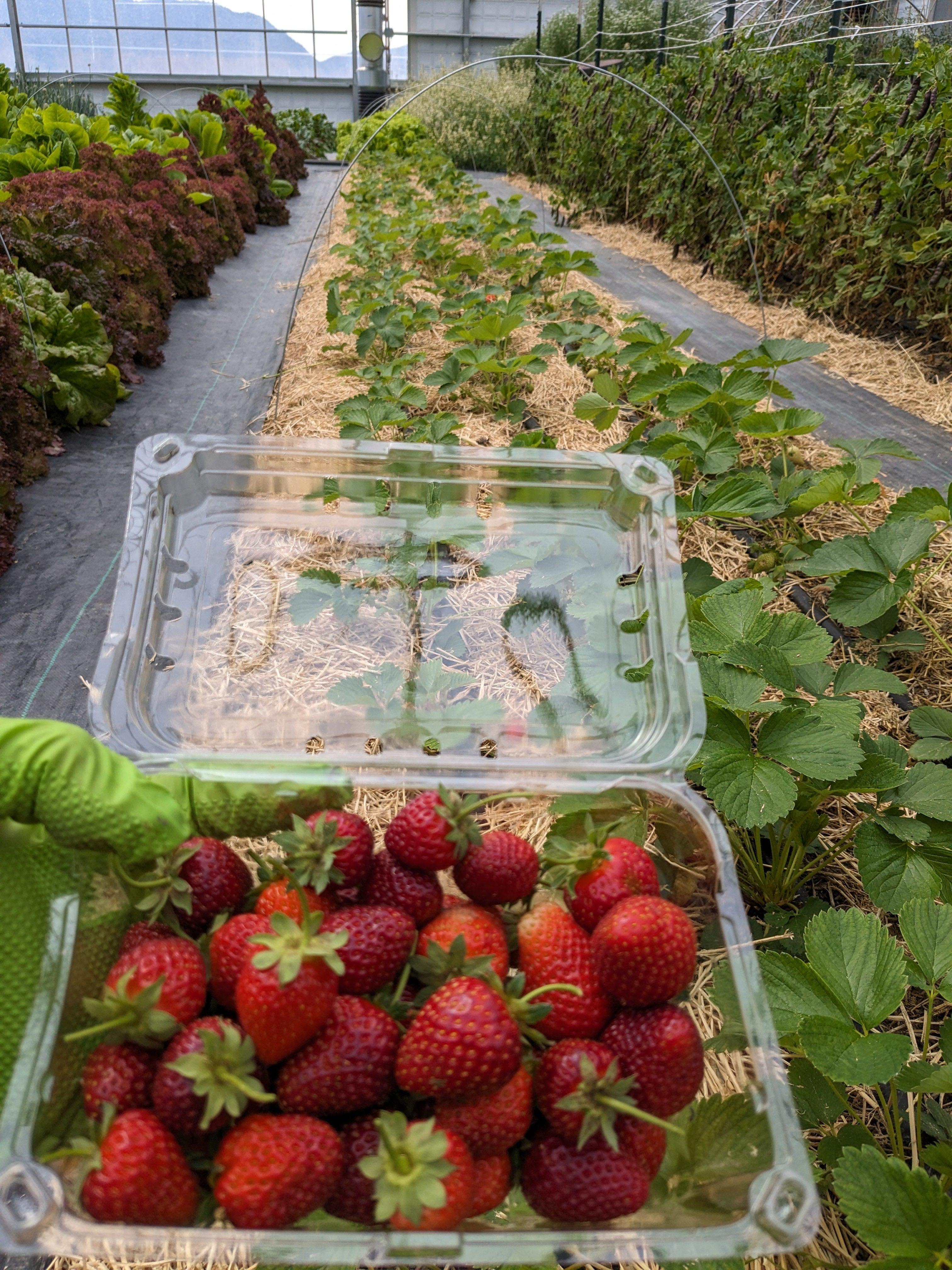 Soil-Grown Strawberry - Nutrient Farm