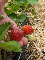 Soil-Grown Strawberry - Nutrient Farm