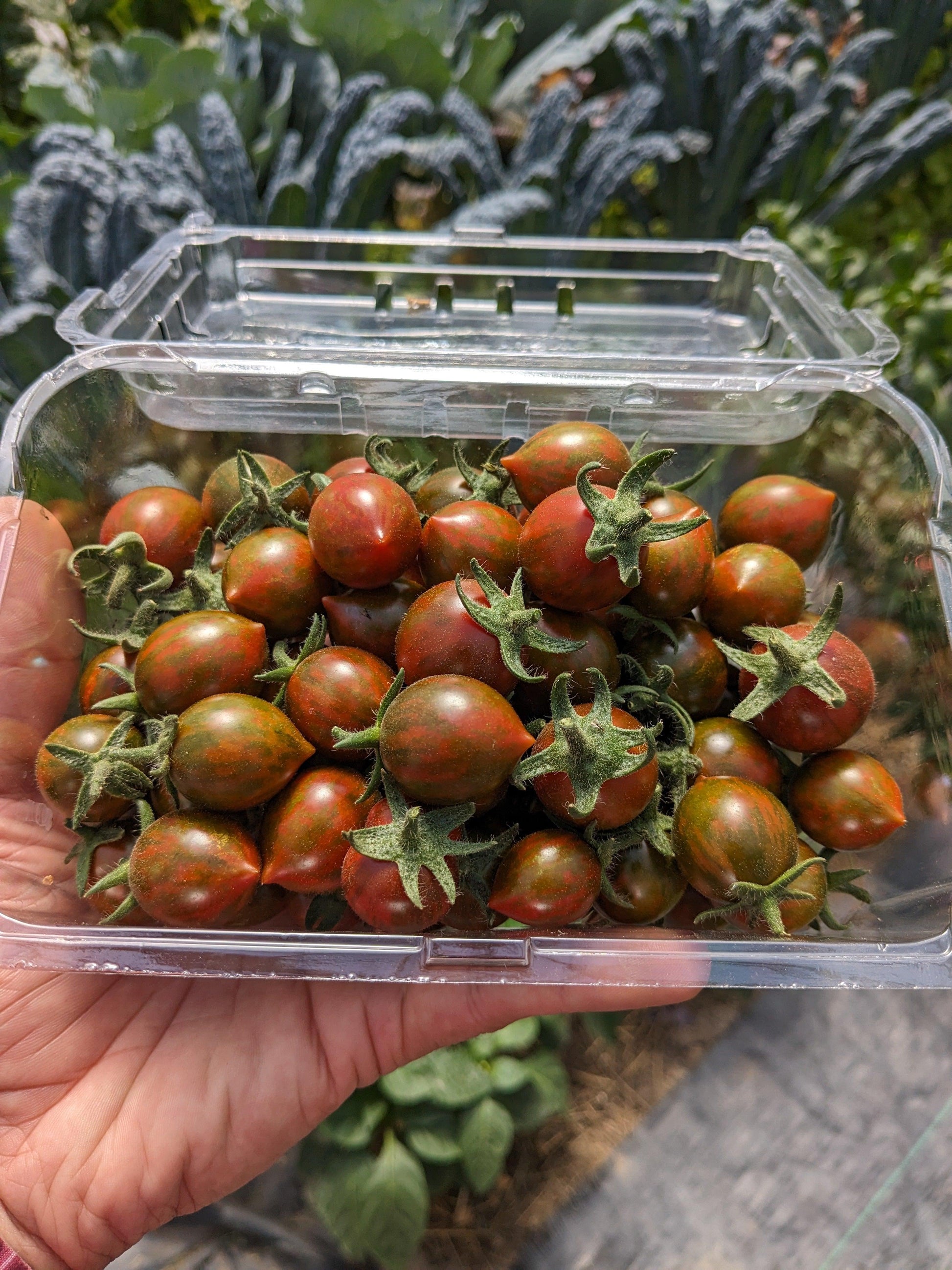 Soil-Grown Tomato Cherry - Nutrient Farm