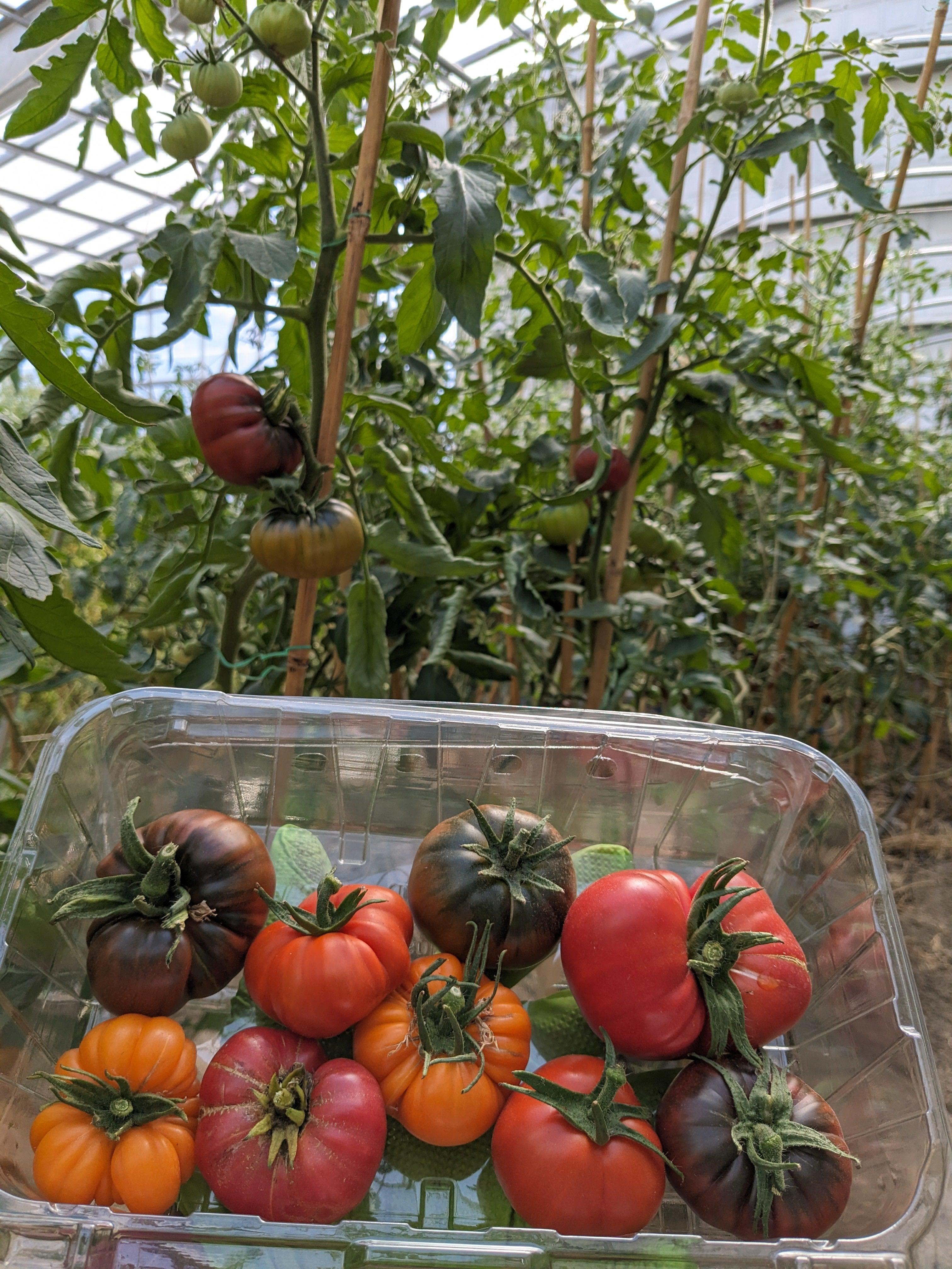 Soil-Grown Tomato Heirloom - Nutrient Farm
