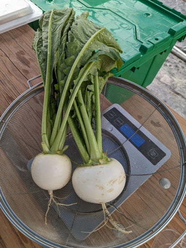 Soil-Grown Turnip - Nutrient Farm